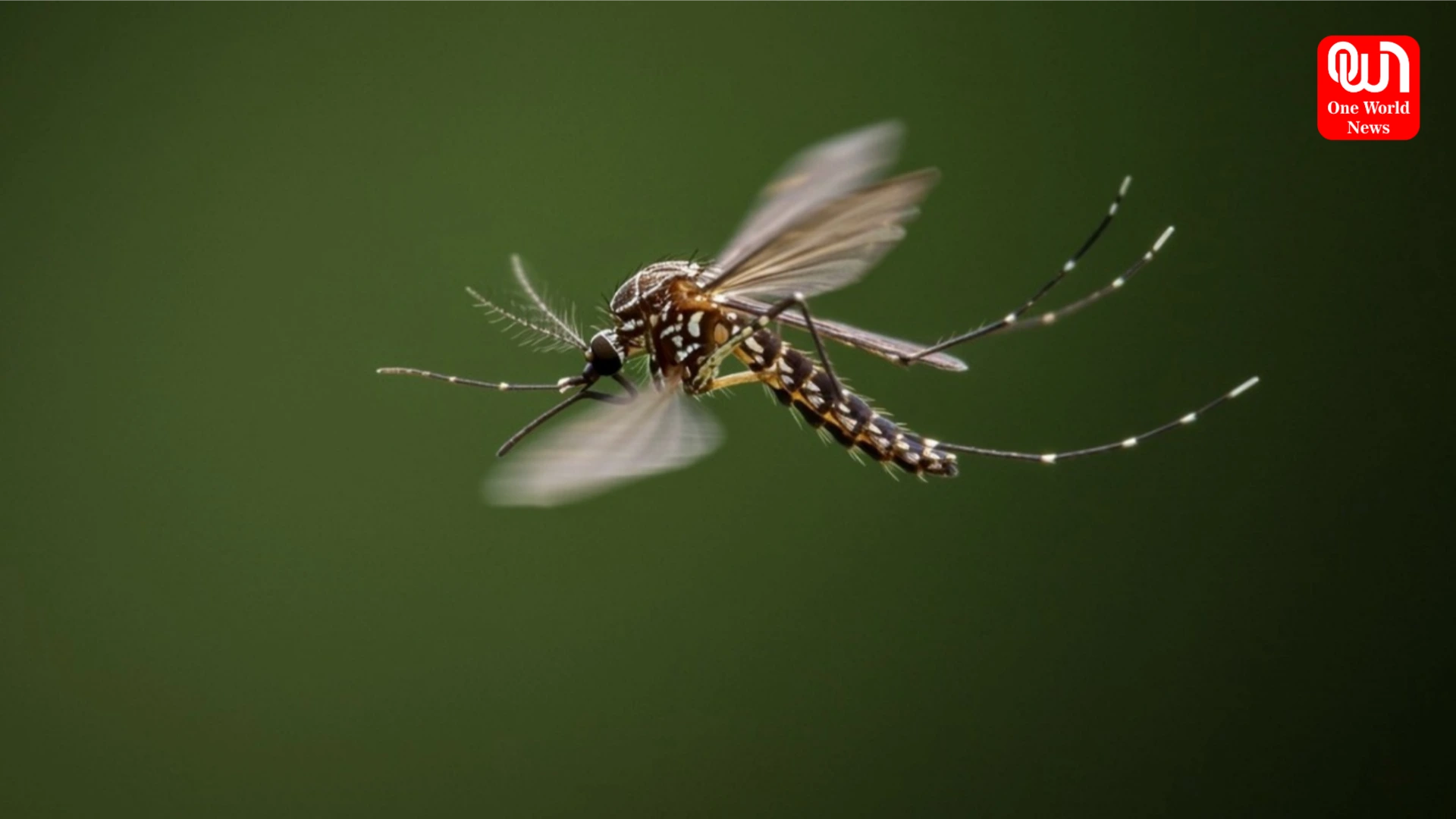Mosquito Prevention Tips