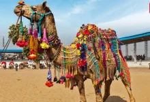 Pushkar Camel Fair 2026