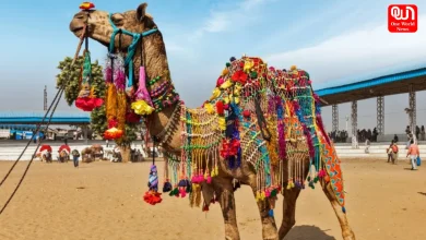 Pushkar Camel Fair 2026