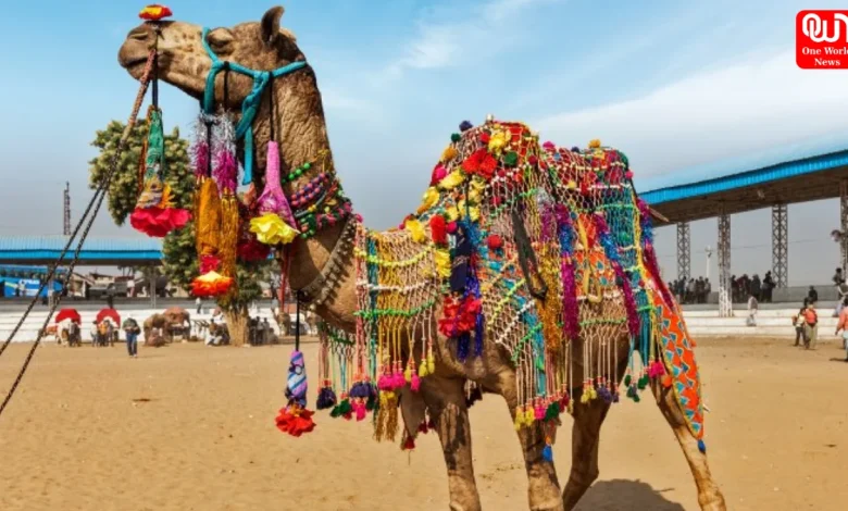 Pushkar Camel Fair 2026