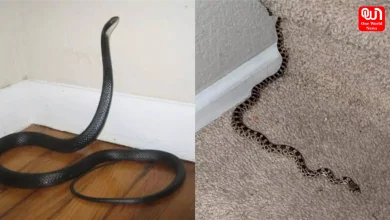 Snake Prevention Tips