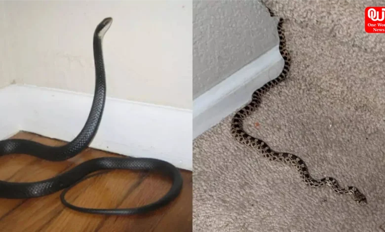 Snake Prevention Tips