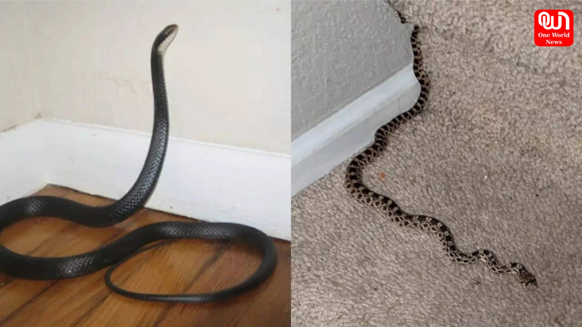 Snake Prevention Tips