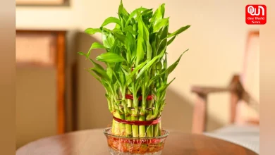 Lucky Bamboo Plant