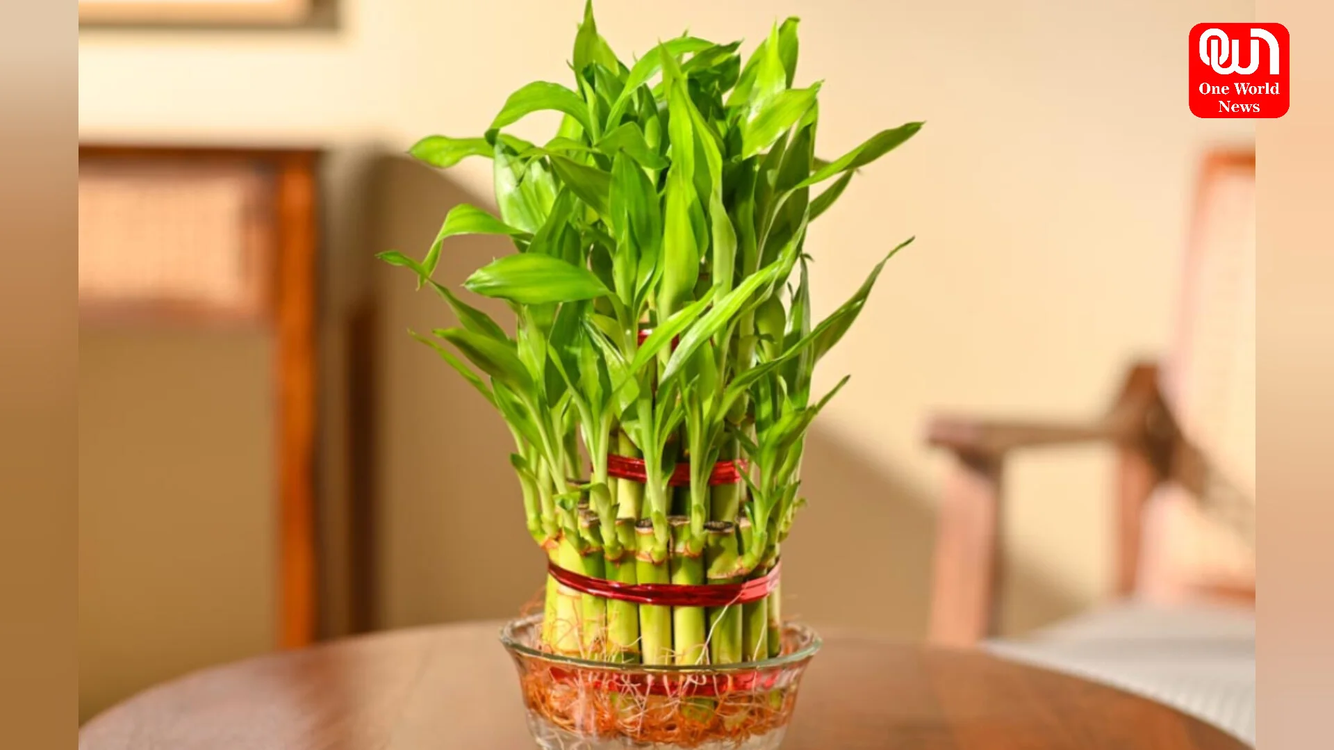 Lucky Bamboo Plant