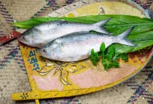 Hilsa fish export is banned