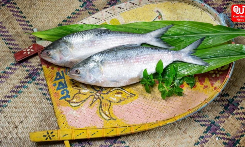 Hilsa fish export is banned