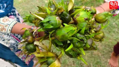 Kumudini Fruit Benefits
