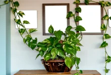 Money Plant Facts