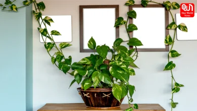 Money Plant Facts