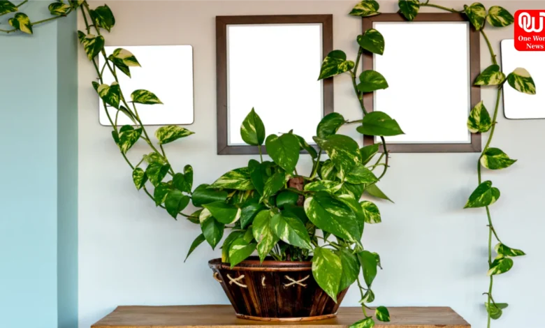 Money Plant Facts