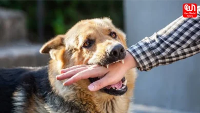 Protection Against Dog Attacks