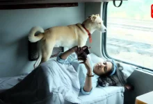 Travel with pet