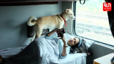 Travel with pet