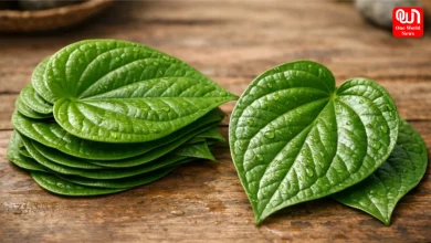 Benefits of betel stalk