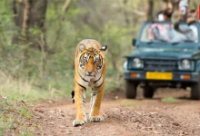 Jungle Safari 2026