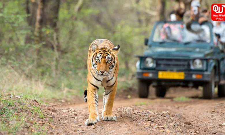 Jungle Safari 2026