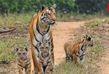 Jungle Safari 2026