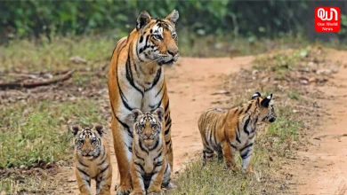Jungle Safari 2026