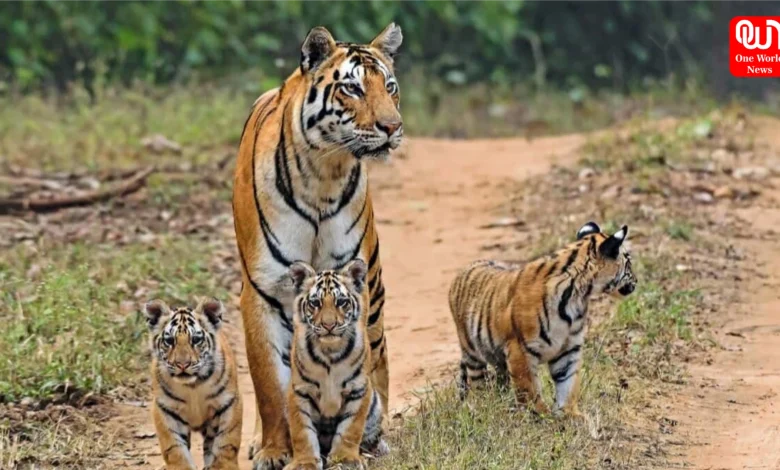 Jungle Safari 2026