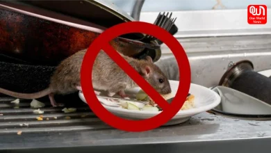 Rat Prevention Tips