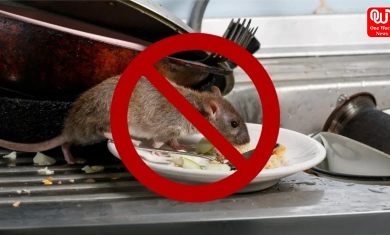 Rat Prevention Tips