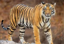 Tiger Safari