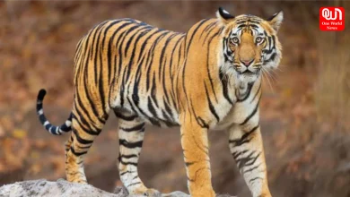 Tiger Safari