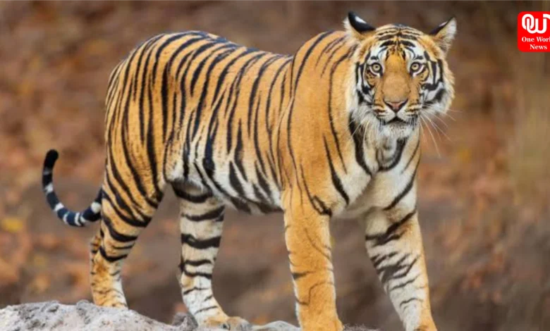Tiger Safari